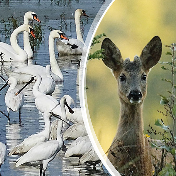 Promatranje ptica i foto-safari u Bjelovarsko-bilogorskoj županiji