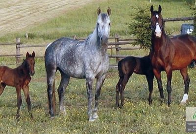 ERGELA AMB HORSES