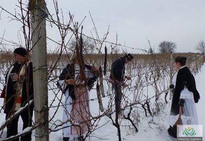 Vincekov pohod u daruvarske vinograde