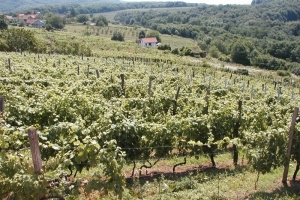 Winery Lotada